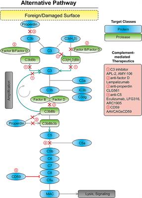 The Challenges and Promise of Complement Therapeutics for Ocular Diseases